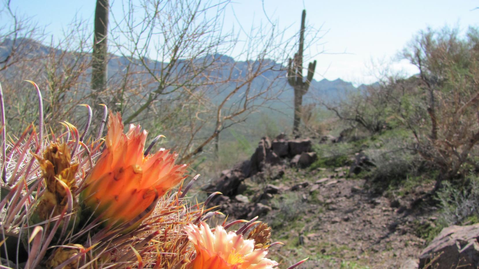 Want some amazing views near Tucson? Try the Brown Mountain Trail